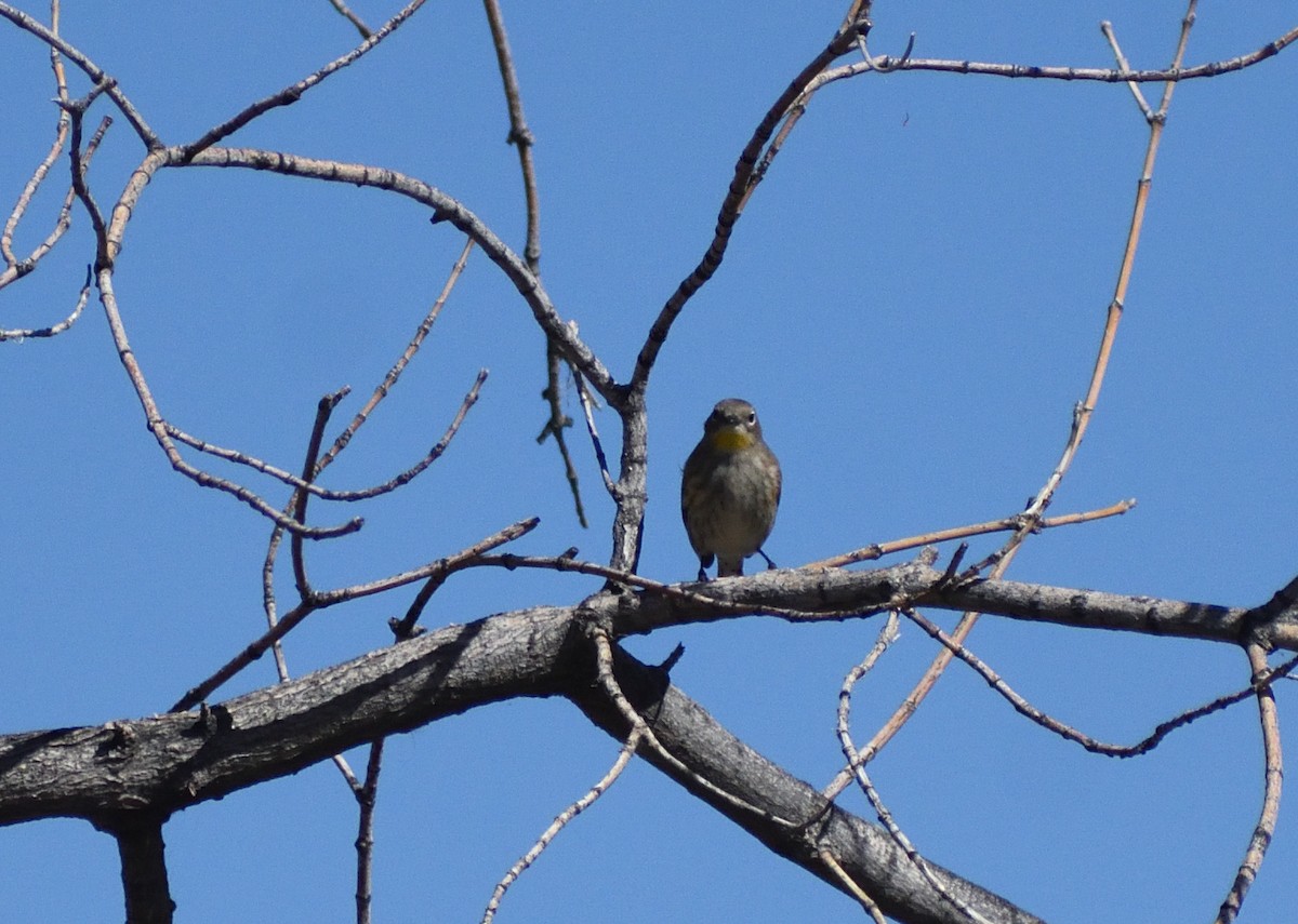 Yellow-rumped Warbler (Audubon's) - ML646697203