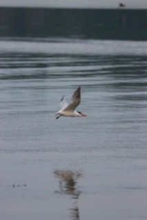Caspian Tern - ML646697204
