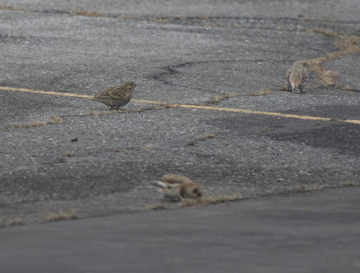 Chestnut-collared Longspur - ML646697209