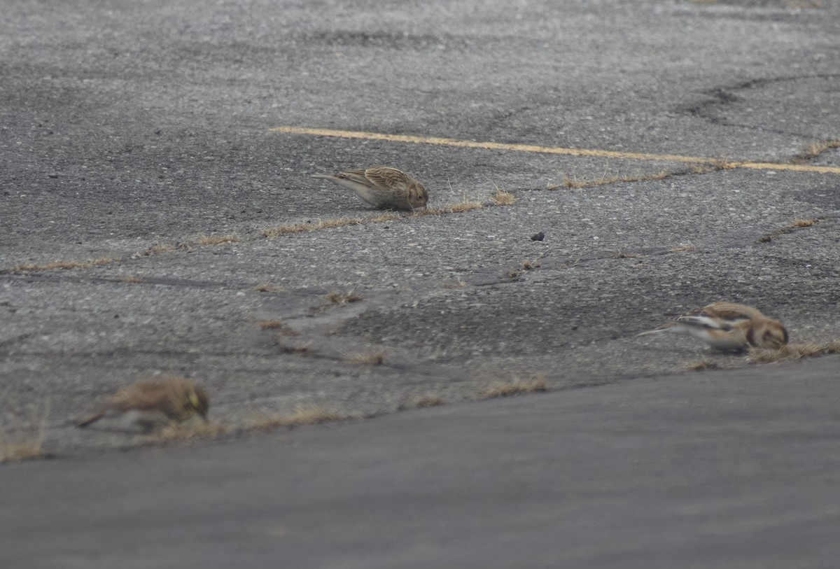 Chestnut-collared Longspur - ML646697210