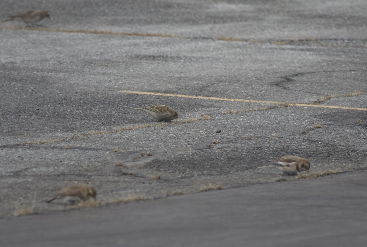 Chestnut-collared Longspur - ML646697211