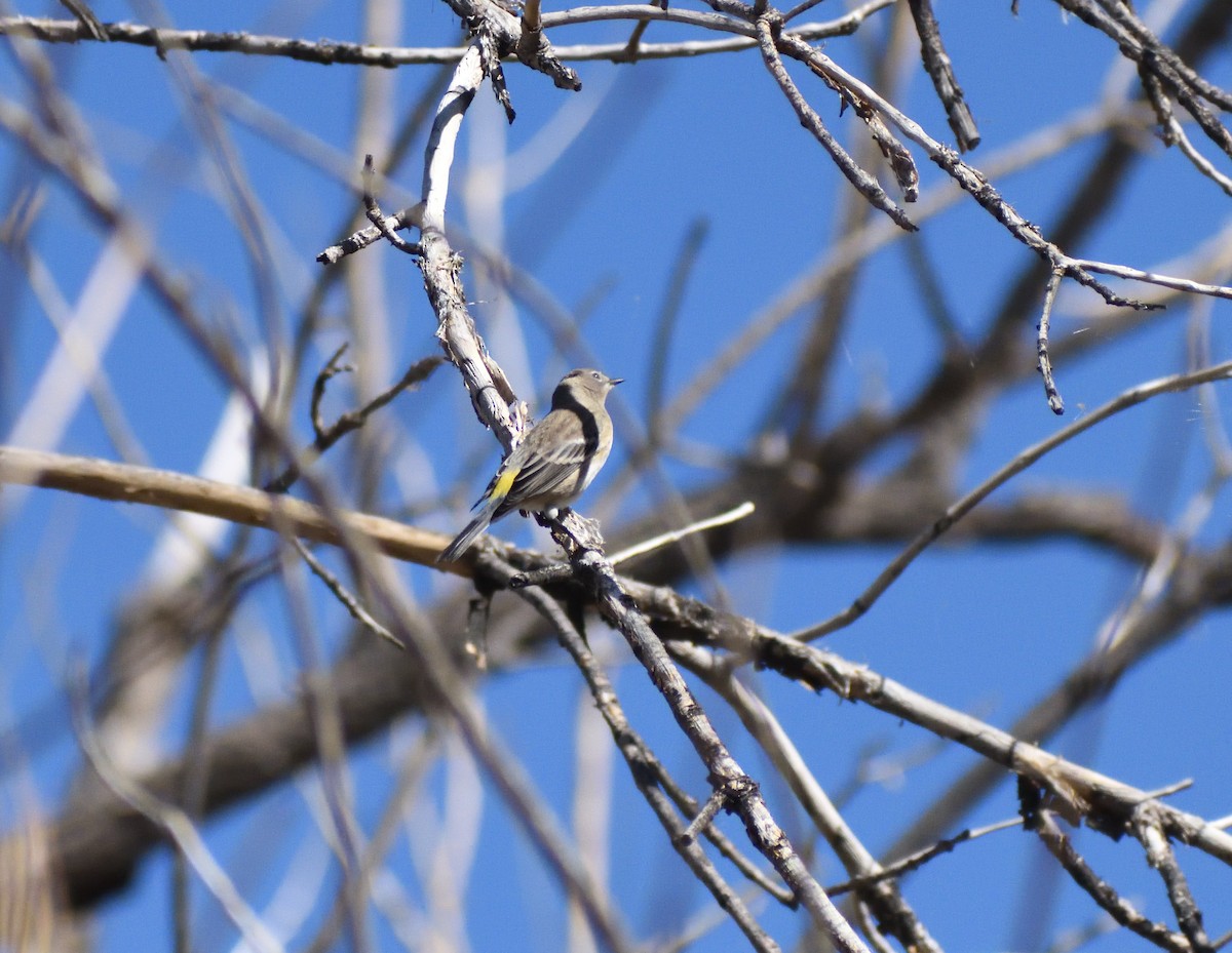 Yellow-rumped Warbler (Myrtle) - ML646697212