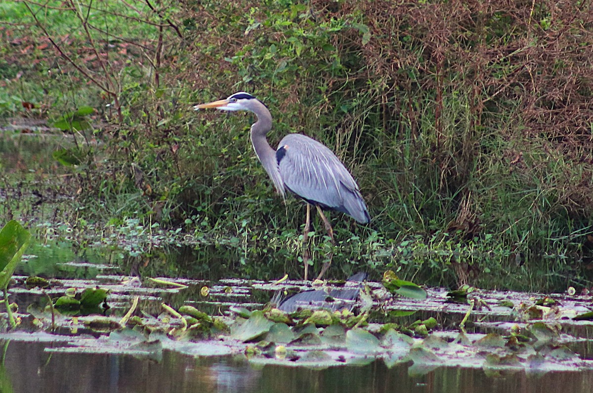 volavka velká - ML646697213