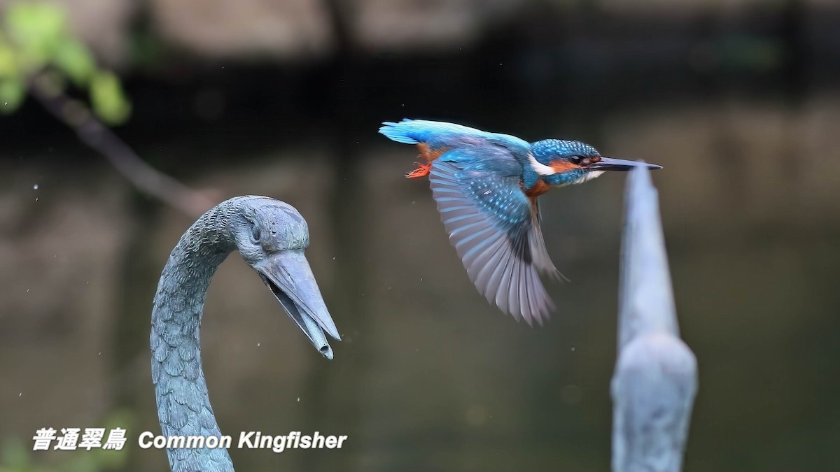 שלדג גמדי - ML646697214