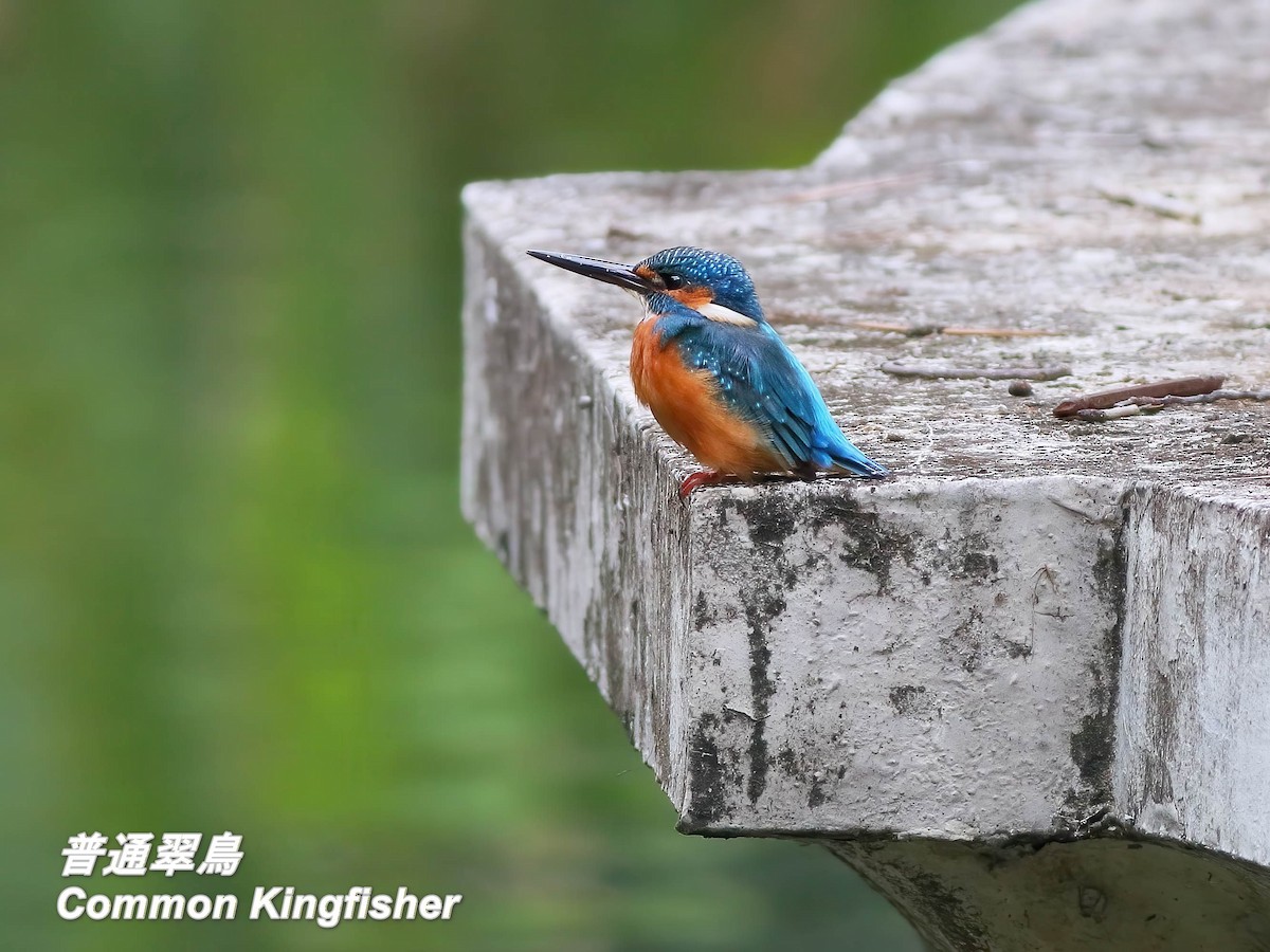 שלדג גמדי - ML646697215