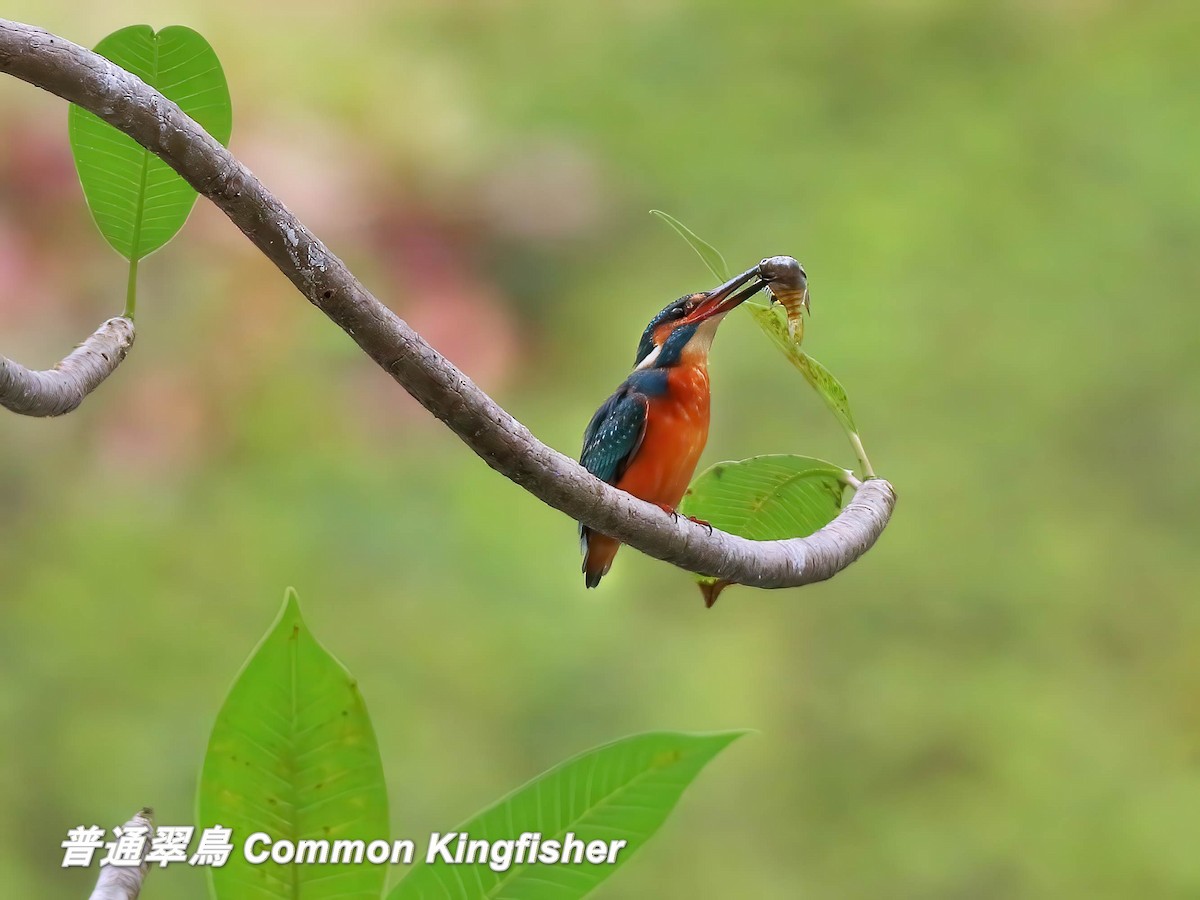 שלדג גמדי - ML646697216