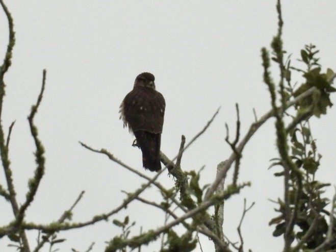 Merlin - ML646697217