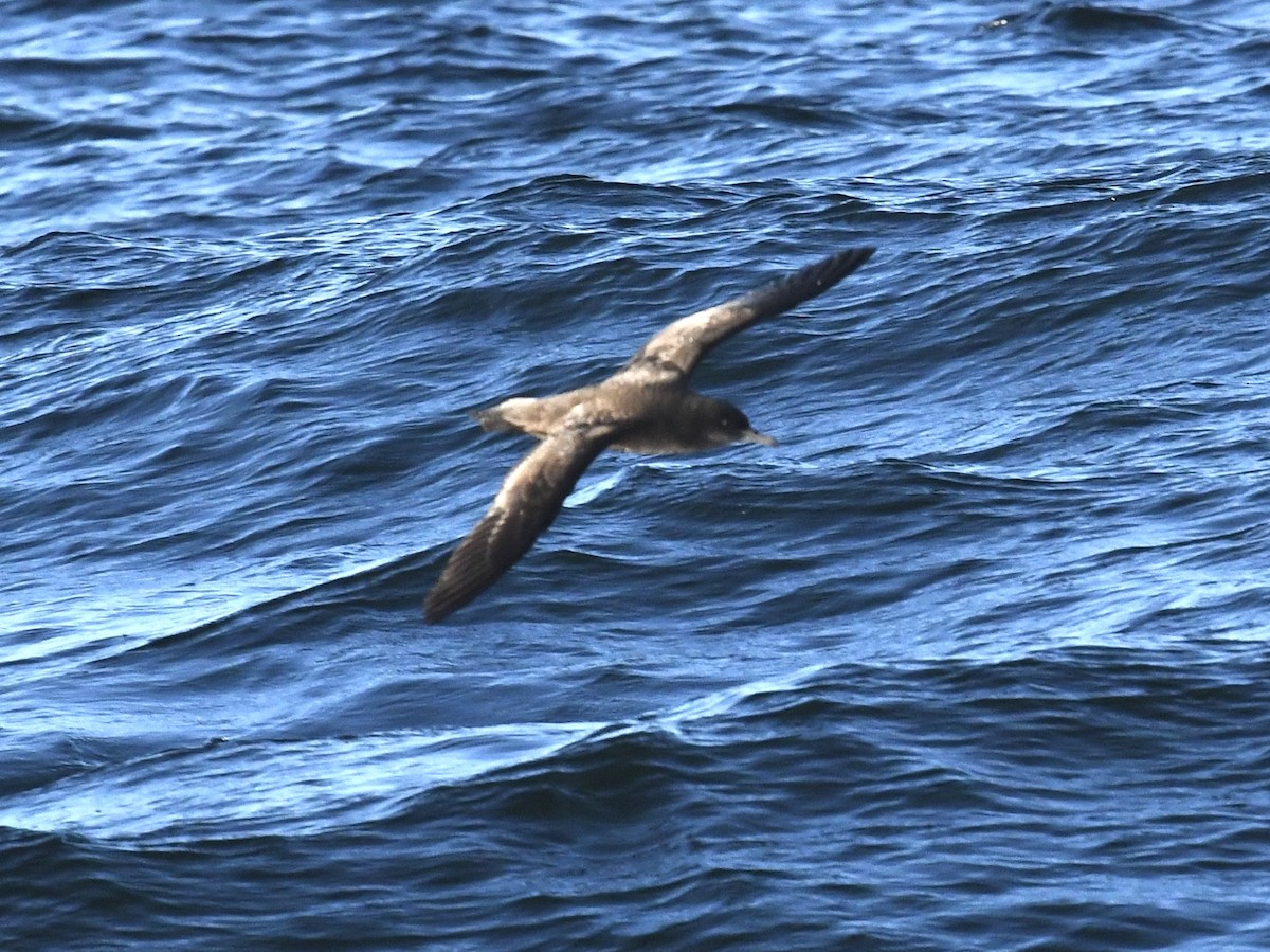 Sooty Shearwater - ML646697218