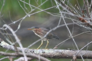 Green Heron - ML646697225