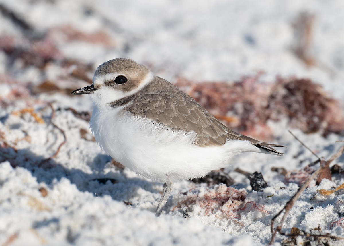 Snowy Plover - ML646697228