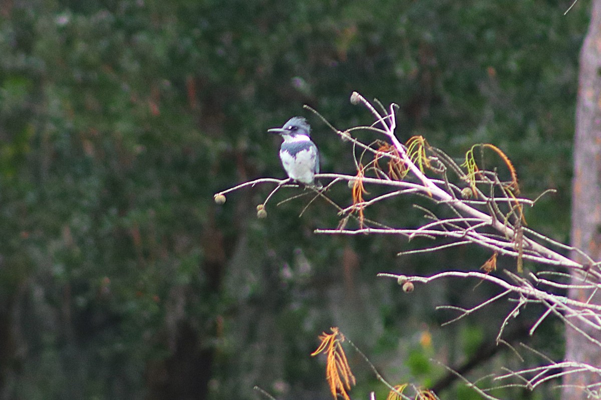 rybařík pruhoprsý - ML646697232