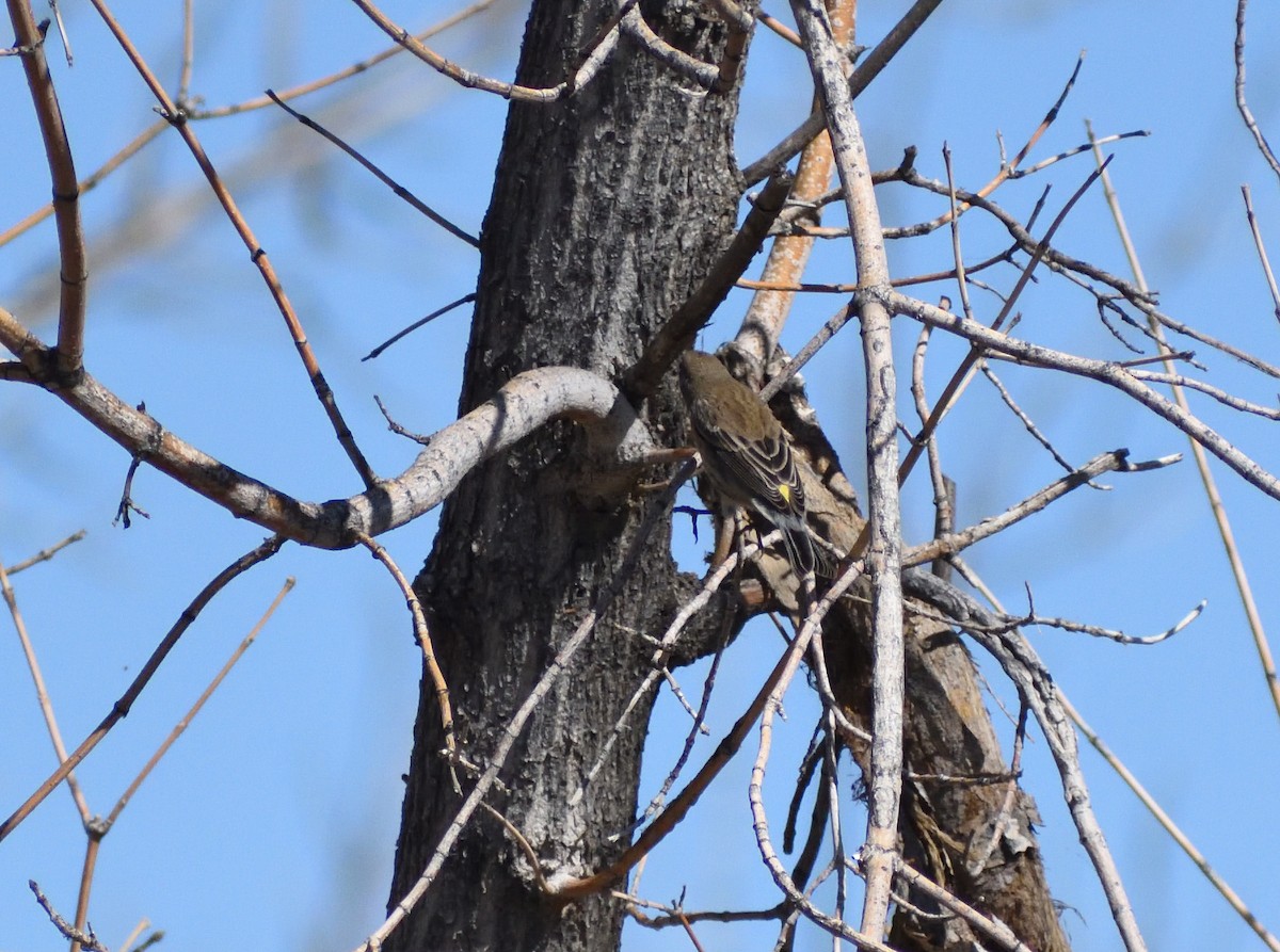 Yellow-rumped Warbler - ML646697233