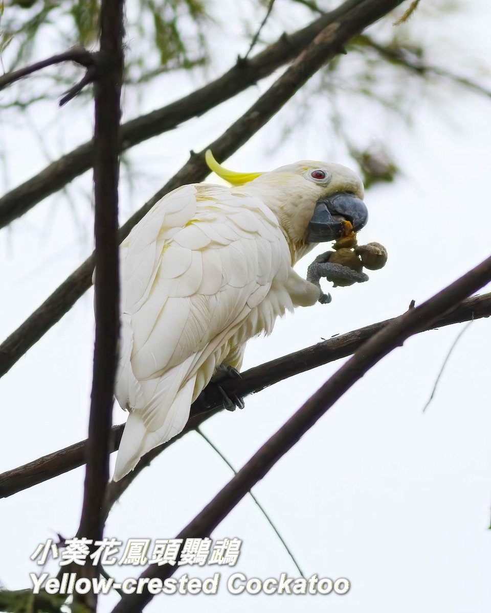 Yellow-crested Cockatoo - ML646697234