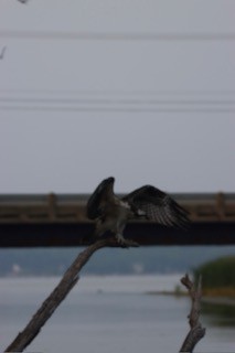 Osprey - ML646697239