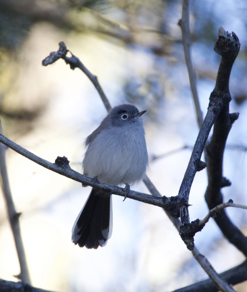 Black-tailed Gnatcatcher - ML646697241