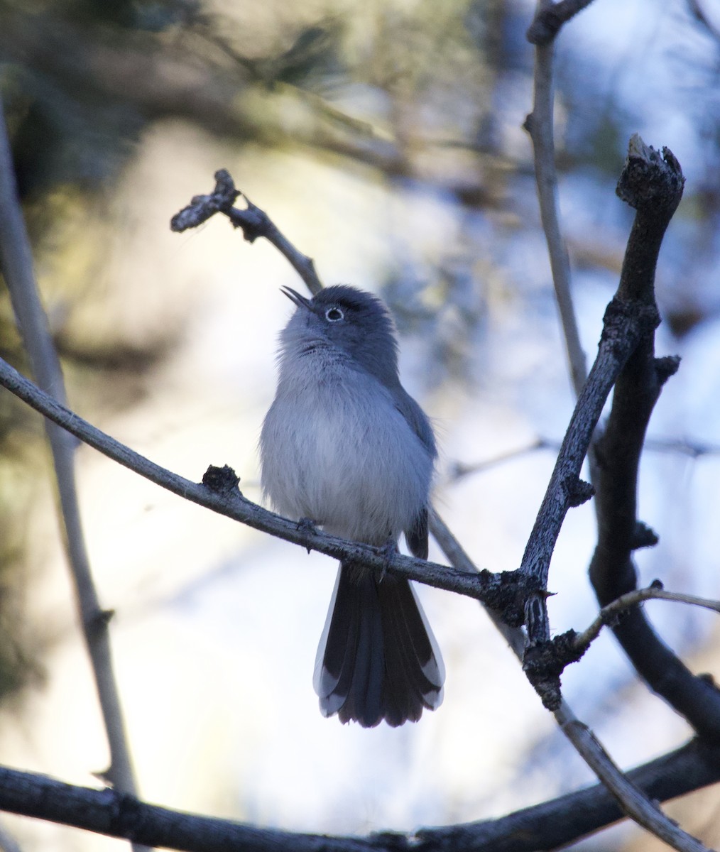 Black-tailed Gnatcatcher - ML646697242