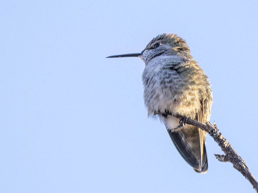 Anna's Hummingbird - ML646697243