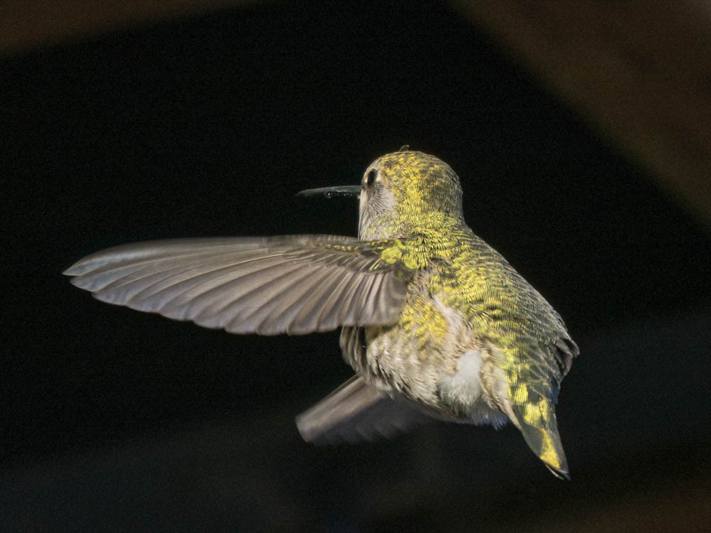 Anna's Hummingbird - ML646697244