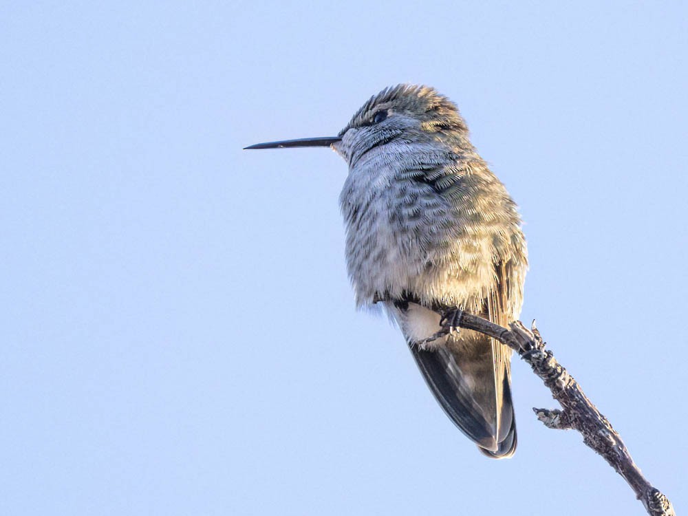 Anna's Hummingbird - ML646697245