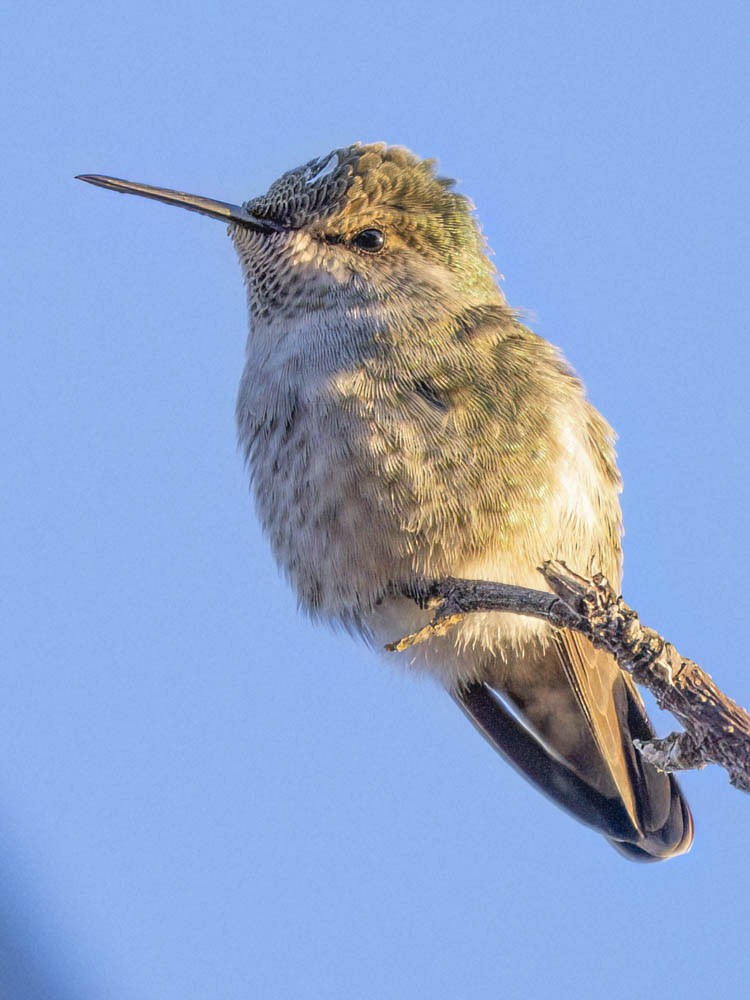 Anna's Hummingbird - ML646697246