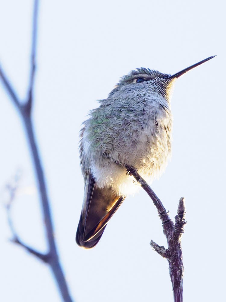 Anna's Hummingbird - ML646697247