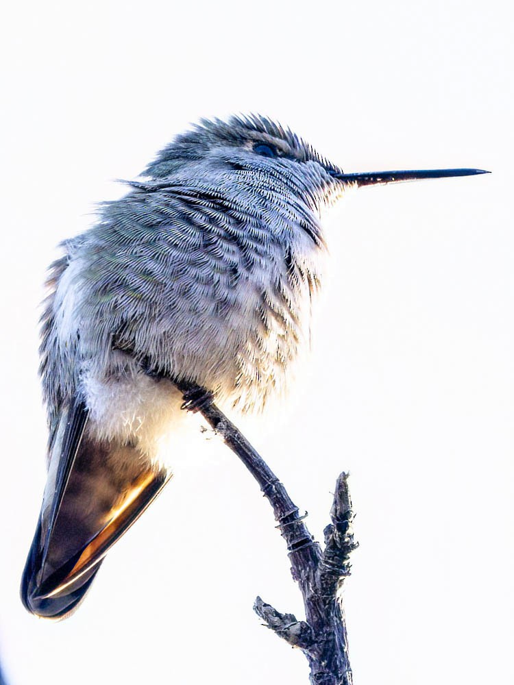 Anna's Hummingbird - ML646697248