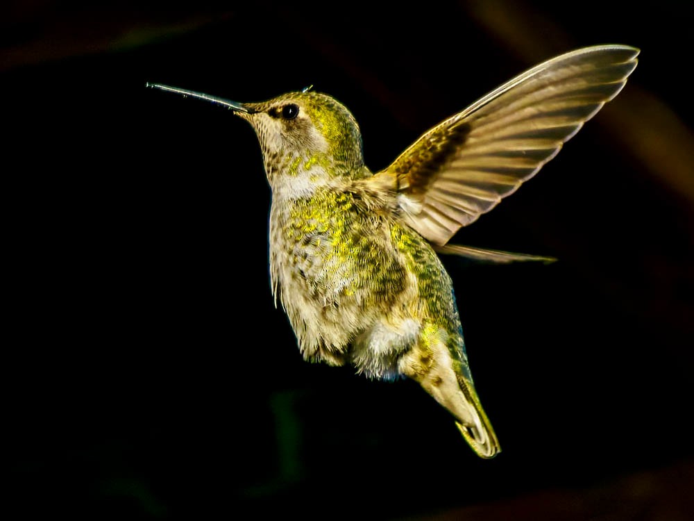 Anna's Hummingbird - ML646697249