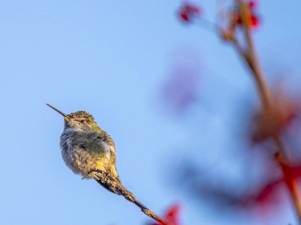 Anna's Hummingbird - ML646697251
