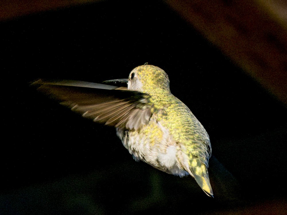 Anna's Hummingbird - ML646697252