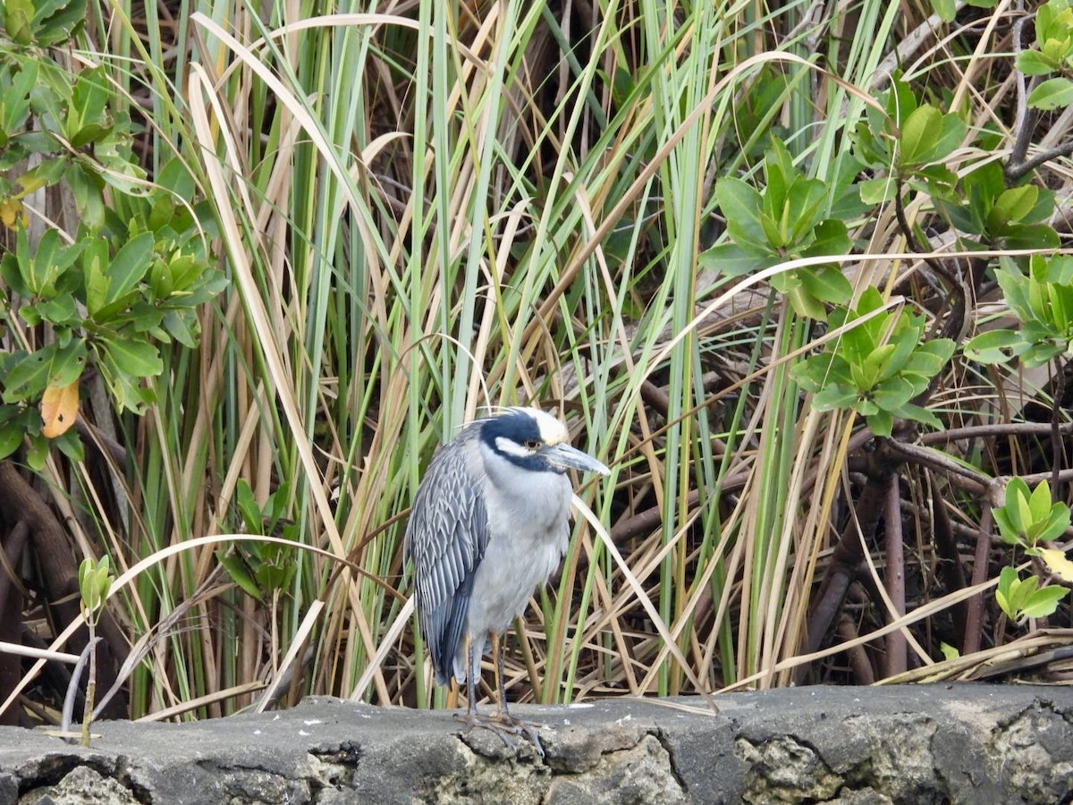 Yellow-crowned Night Heron - ML646697253