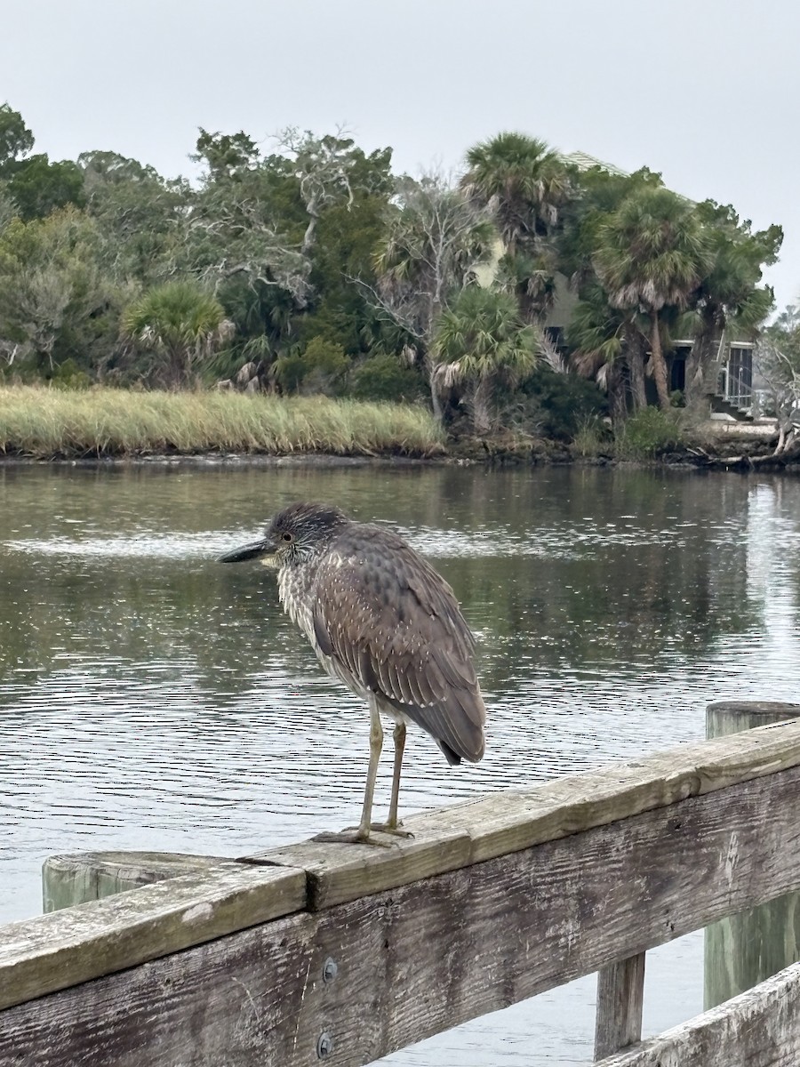 Yellow-crowned Night Heron - ML646697254