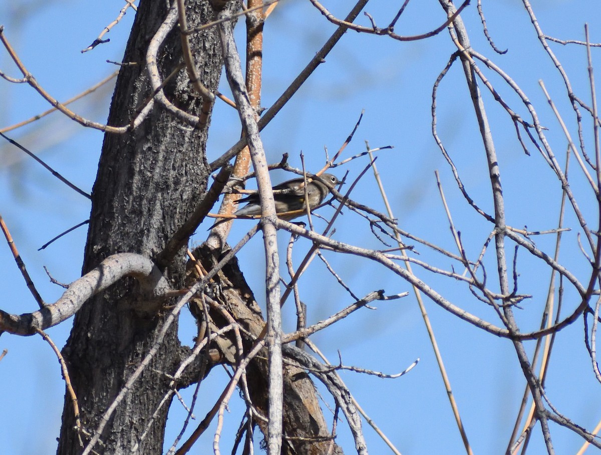 Yellow-rumped Warbler - ML646697255