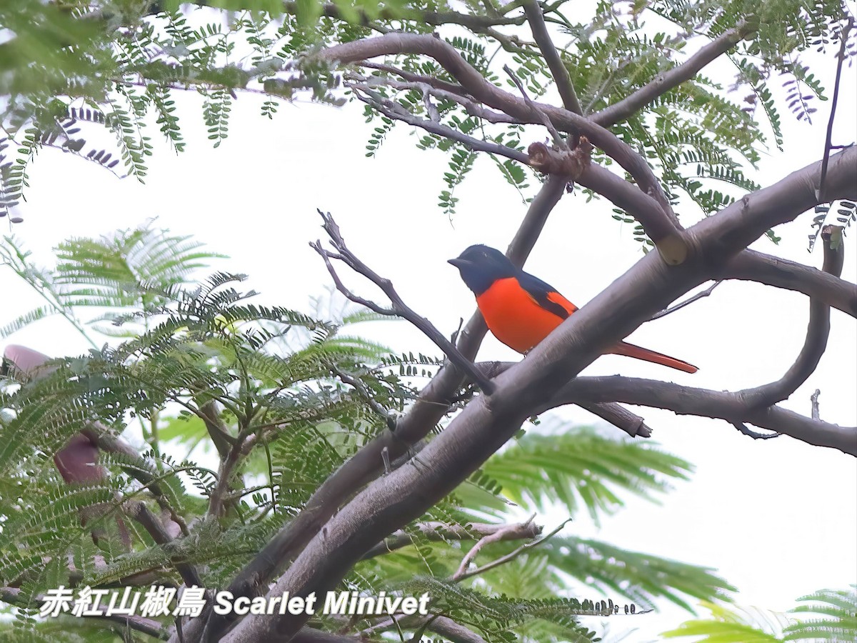 Scarlet Minivet - ML646697258