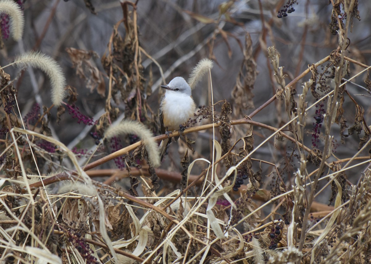 Scissor-tailed Flycatcher - ML646697259