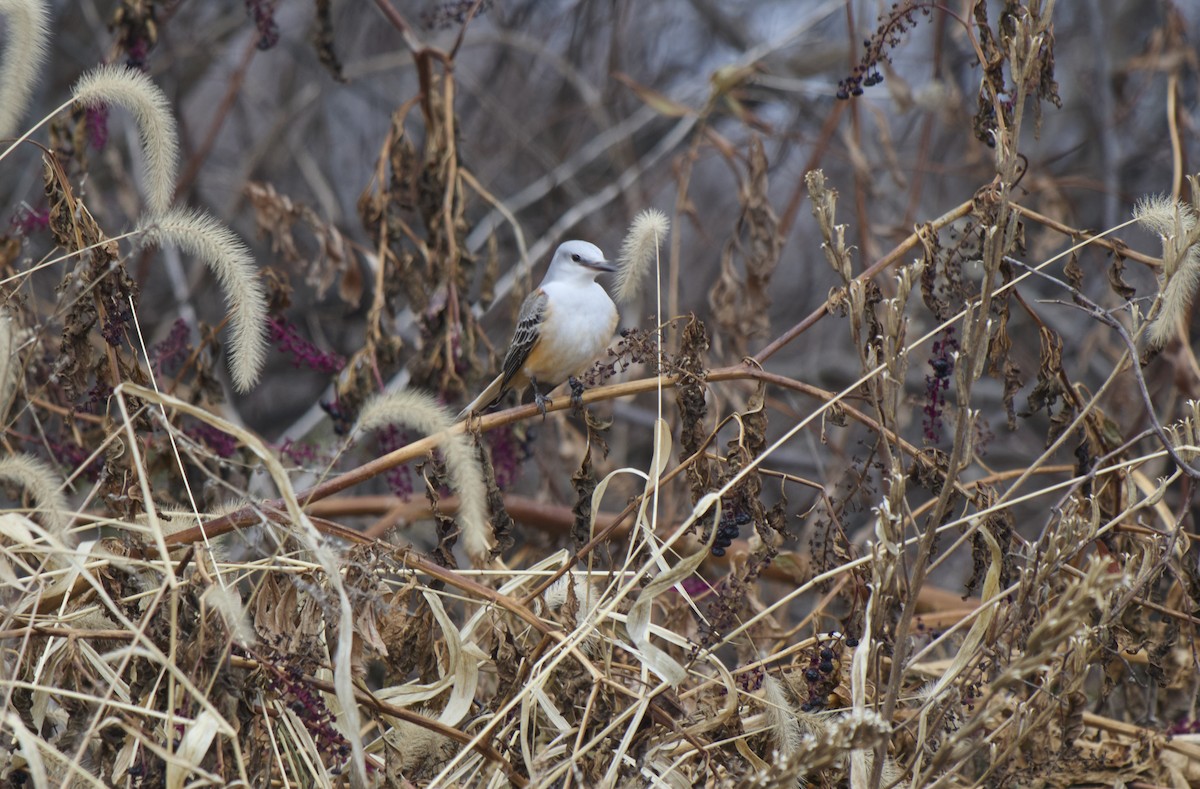 Scissor-tailed Flycatcher - ML646697260