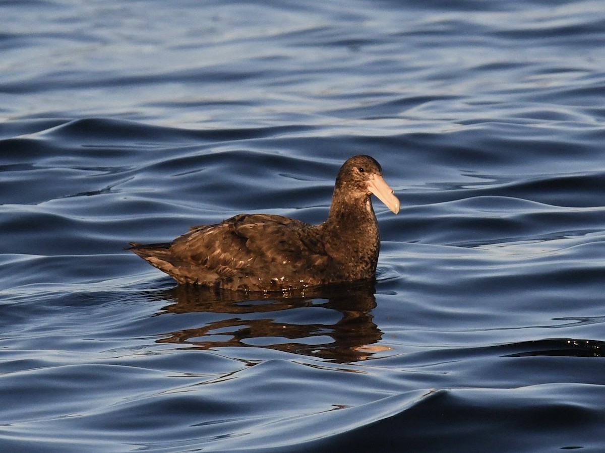 סערון-ענק דרומי - ML646697261