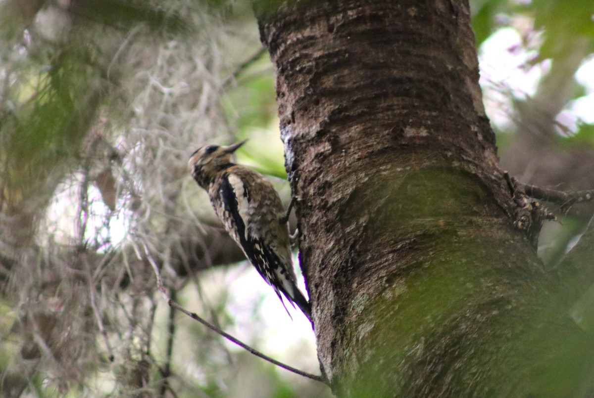 datel rudohrdlý - ML646697264