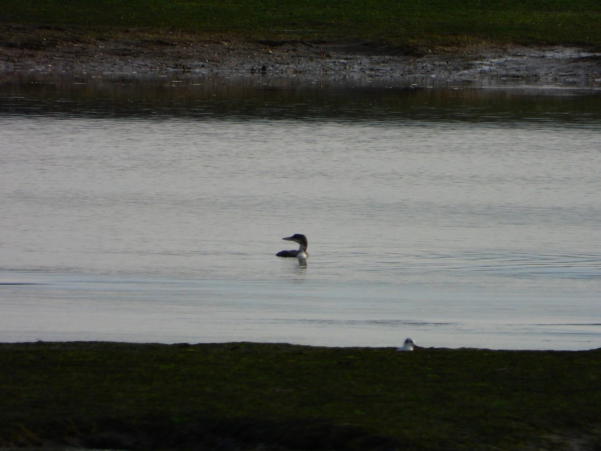 Common Loon - ML646697265