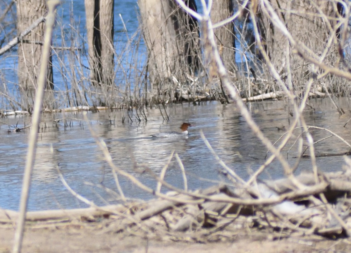 Common Merganser - ML646697266