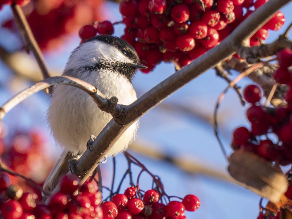 Black-capped Chickadee - ML646697272