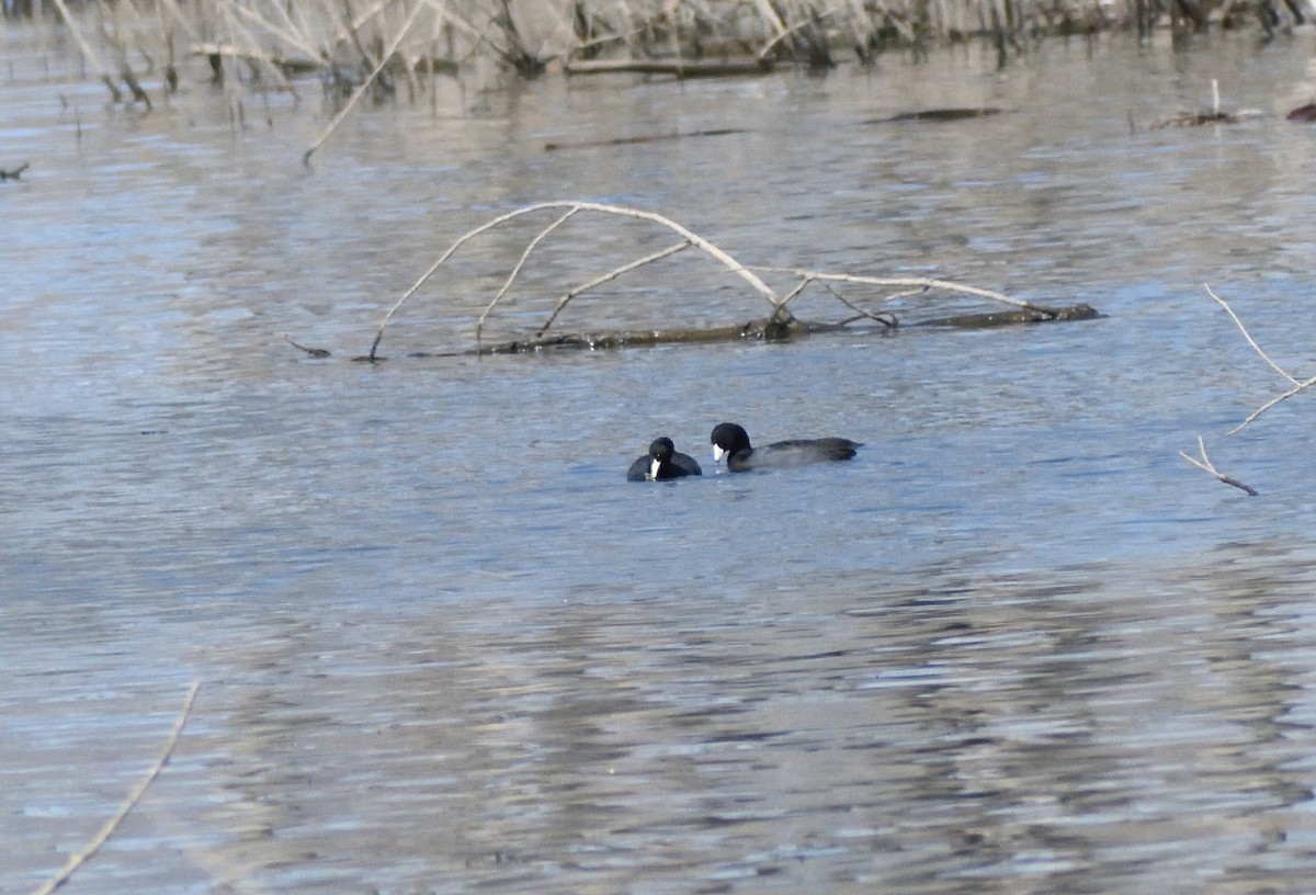 American Coot - ML646697283