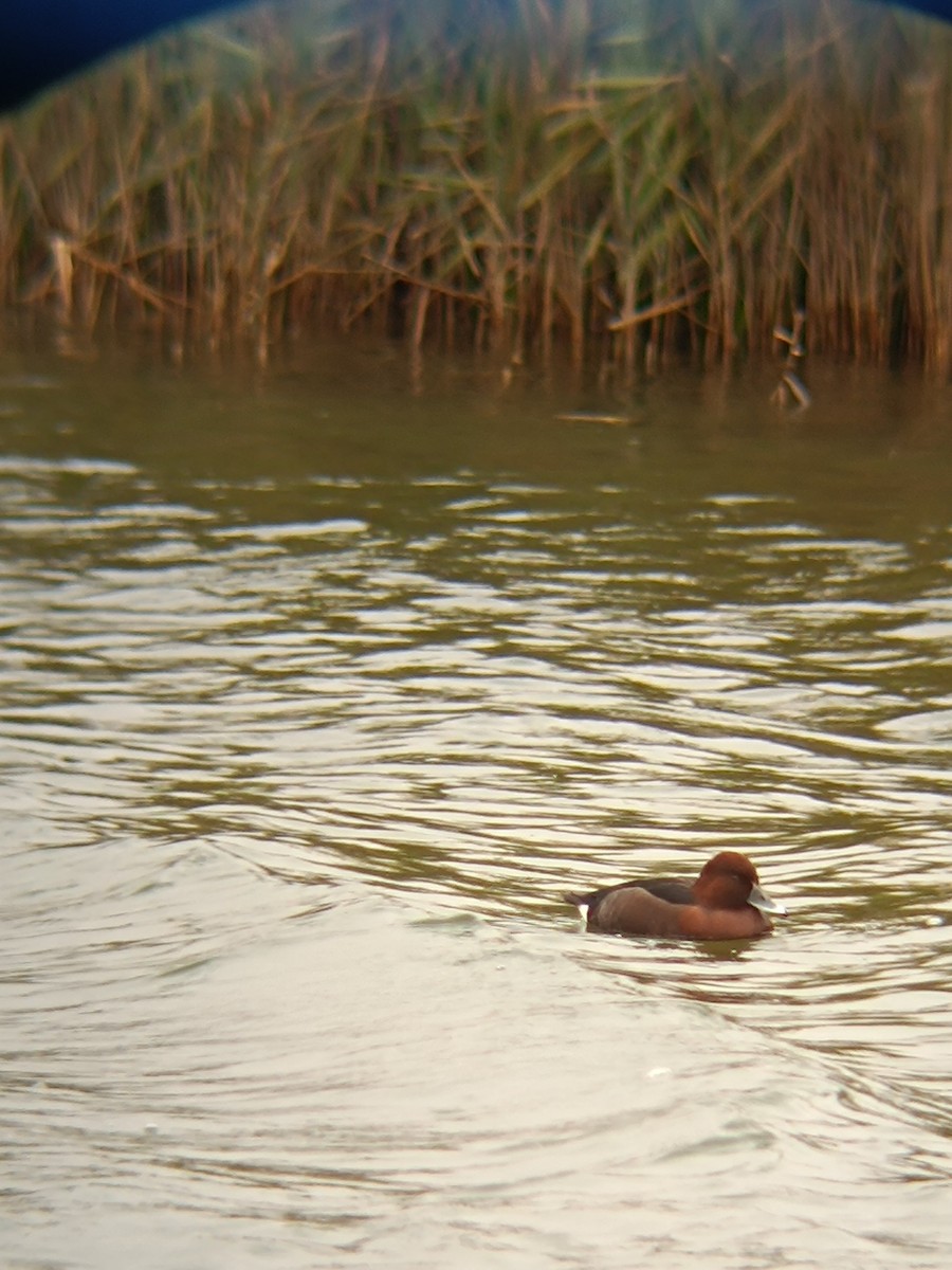Ferruginous Duck - ML646697284