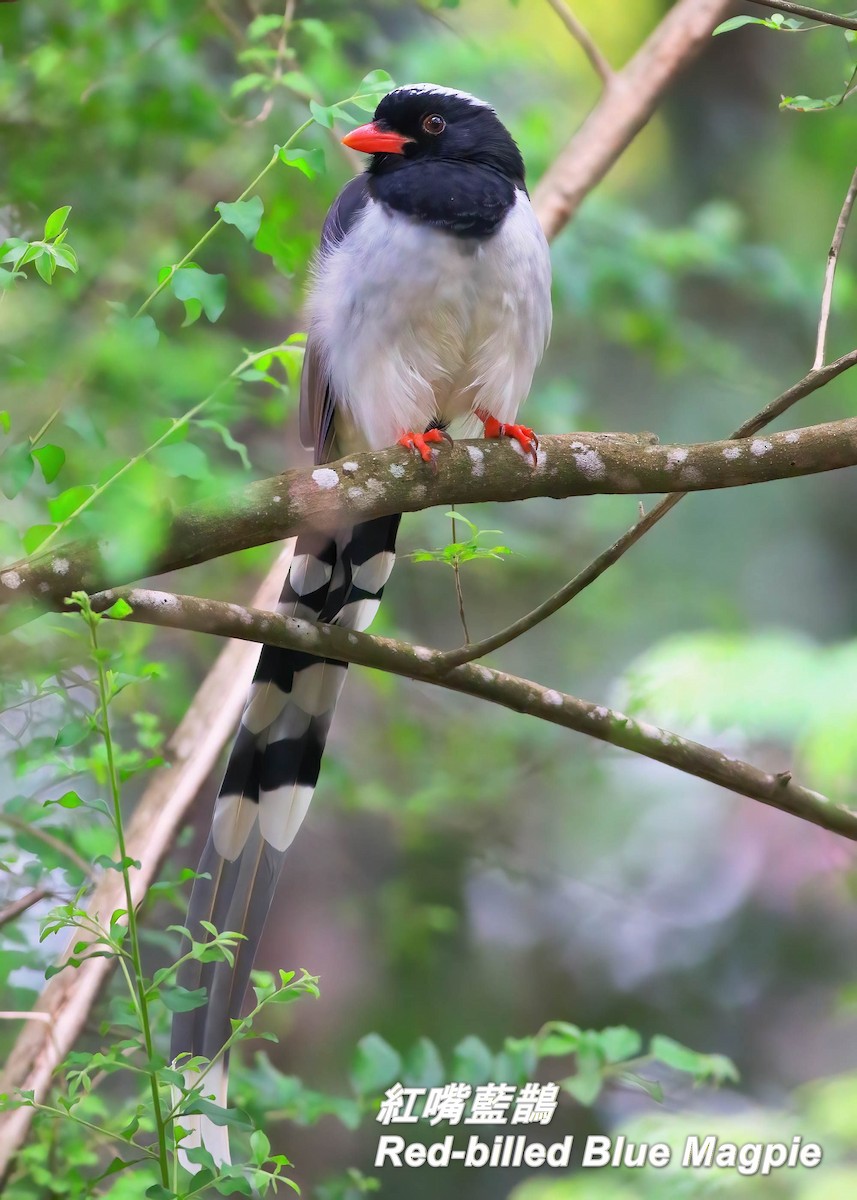 Red-billed Blue-Magpie - ML646697285