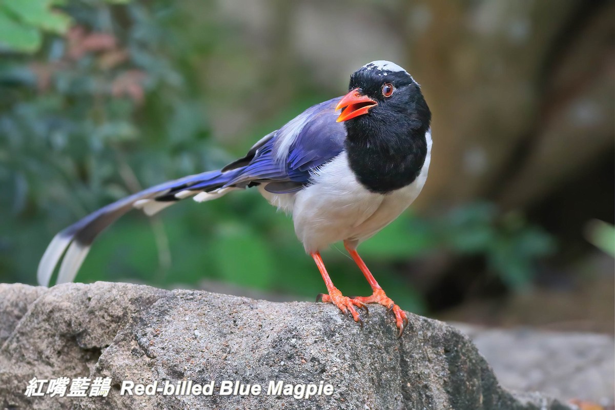 Red-billed Blue-Magpie - ML646697286