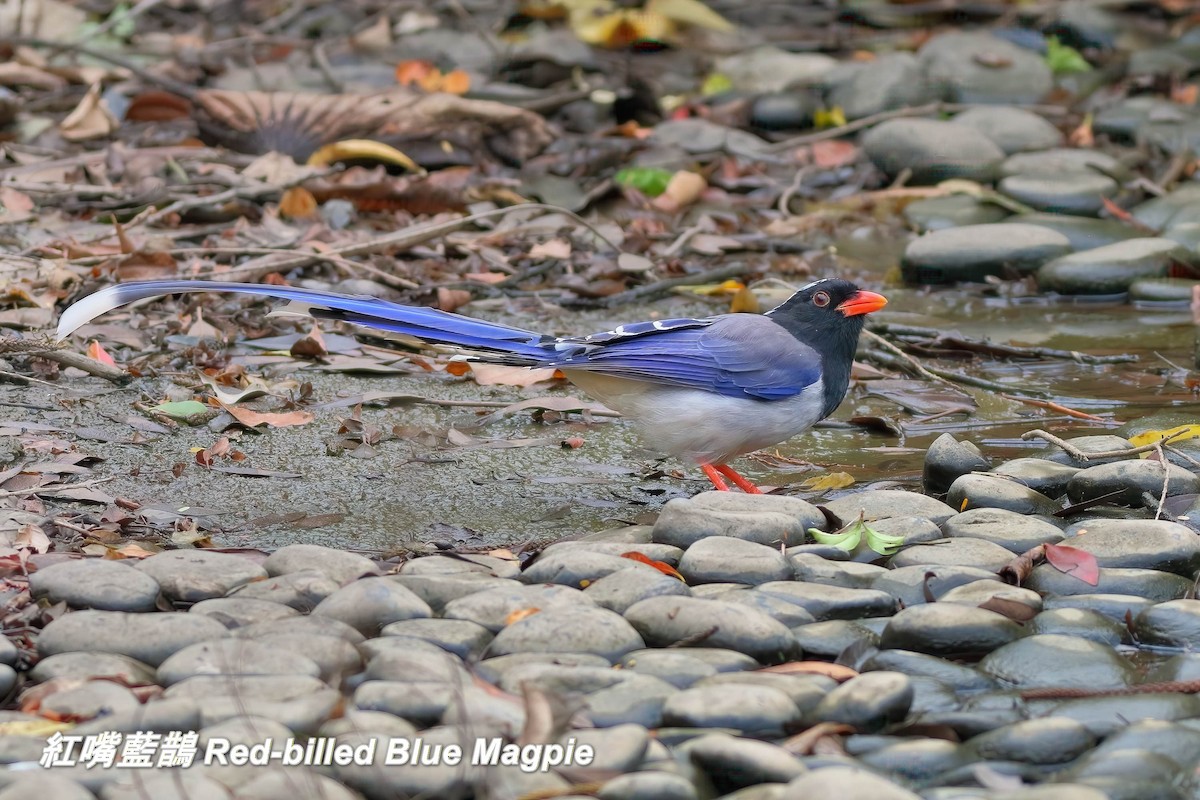 Red-billed Blue-Magpie - ML646697287