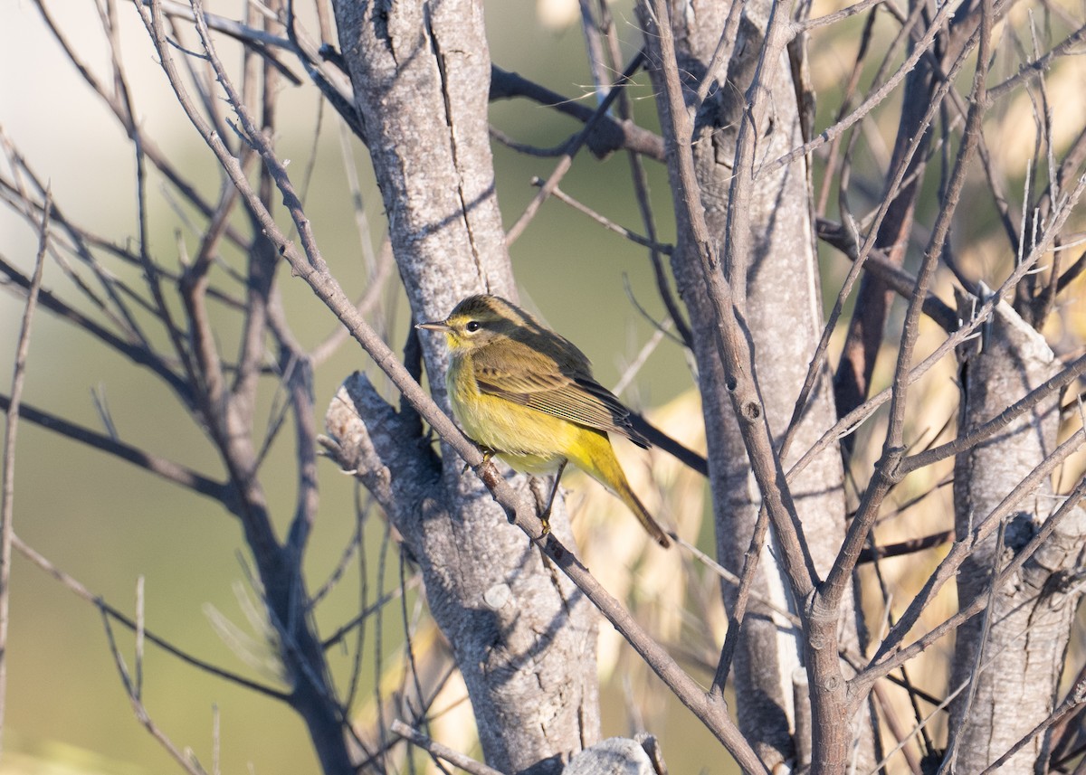 ヤシアメリカムシクイ（hypochrysea） - ML646697288