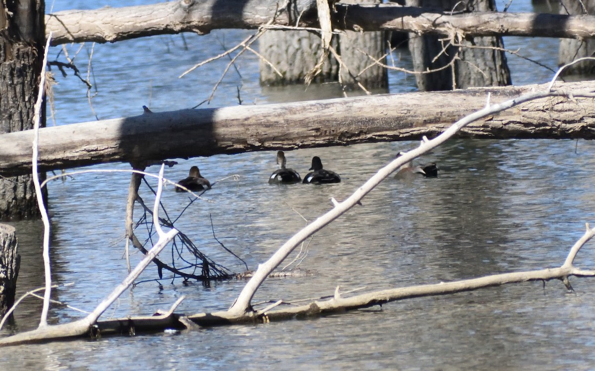 Boz Ördek - ML646697289