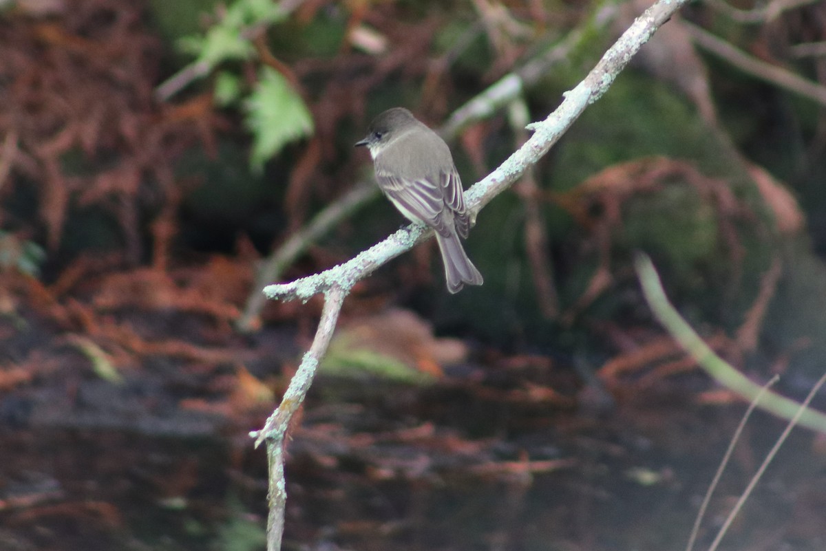 tyranovec domácí - ML646697293