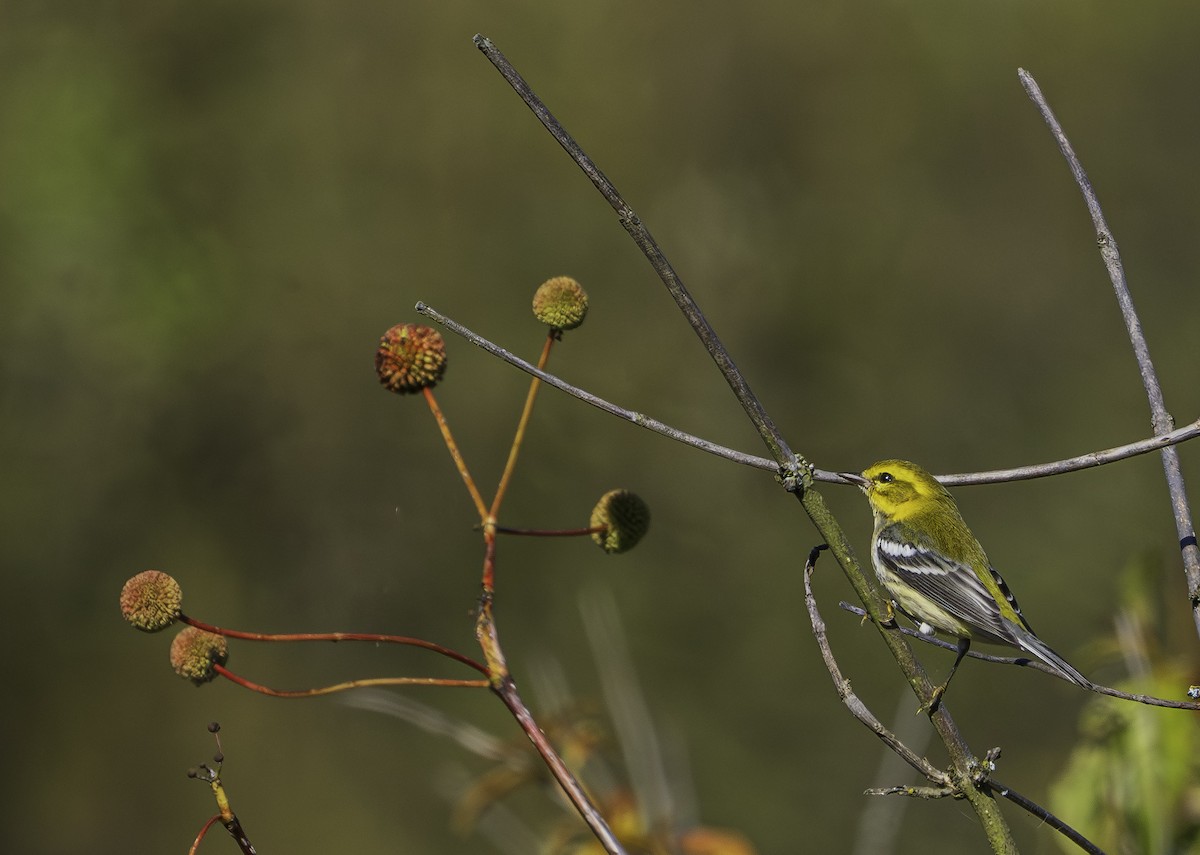 ノドグロミドリアメリカムシクイ - ML646697294