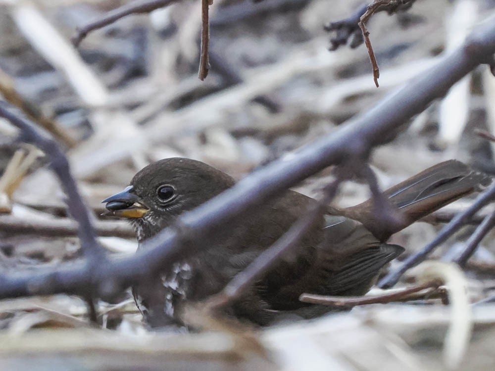 Fox Sparrow - ML646697295